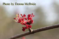 Acer rubrum v. triloba (Red Maple)